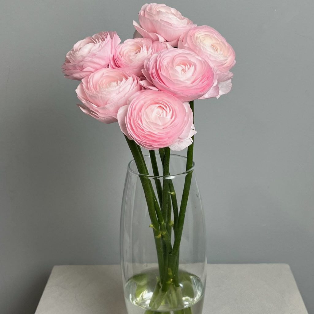 Ранункулюс ярко-розовый 7 шт.