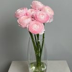 Ранункулюс ярко-розовый 7 шт.