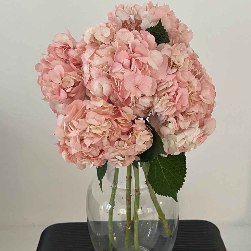 Гортензия розовая 5 шт.