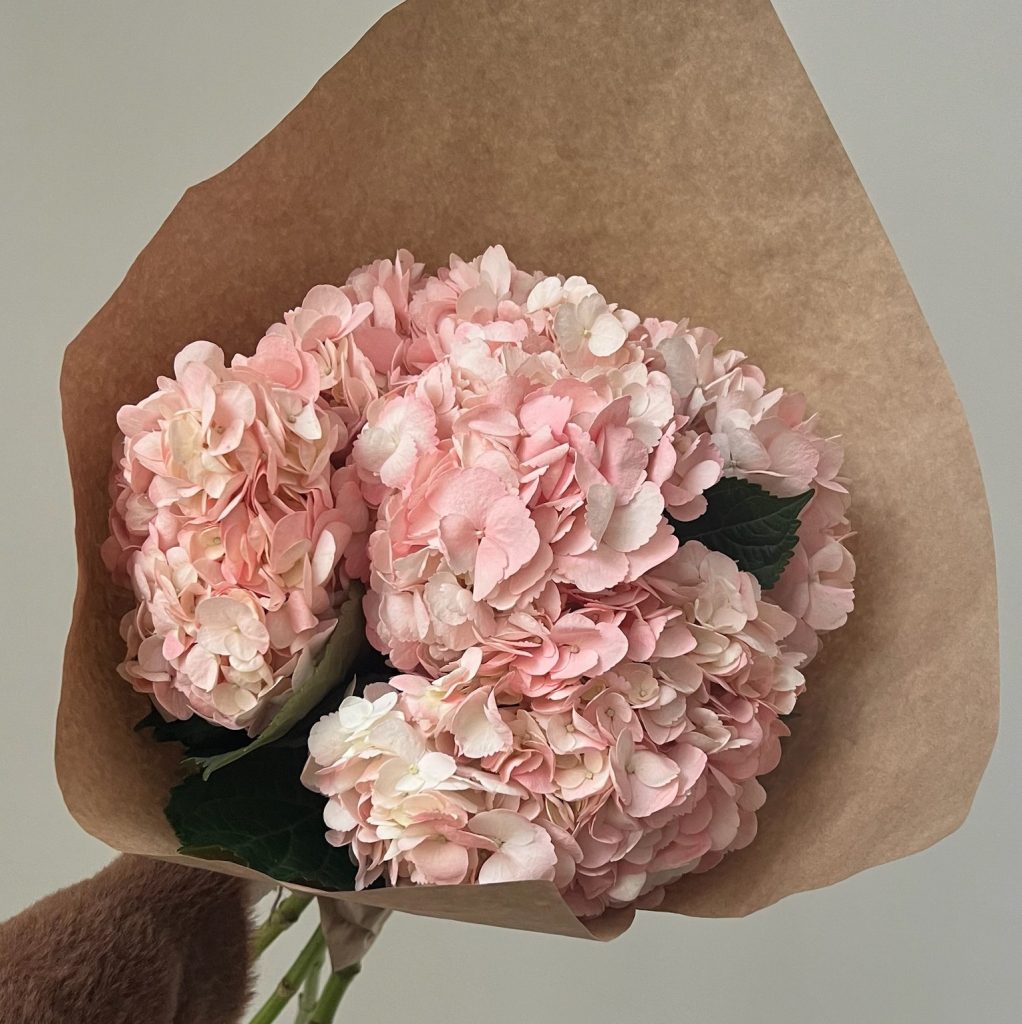 Гортензия розовая 5 шт.