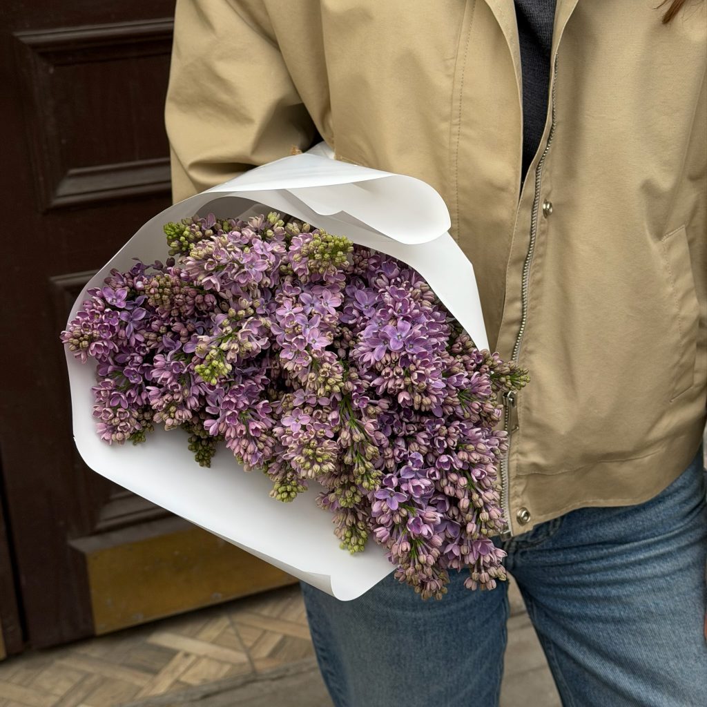 Сирень фиолетовая, 5 шт.