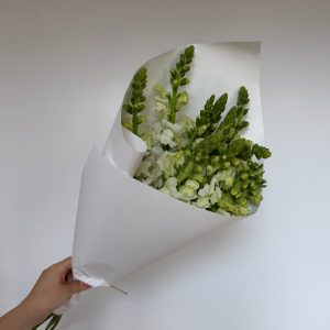 Антириннум 10 шт.